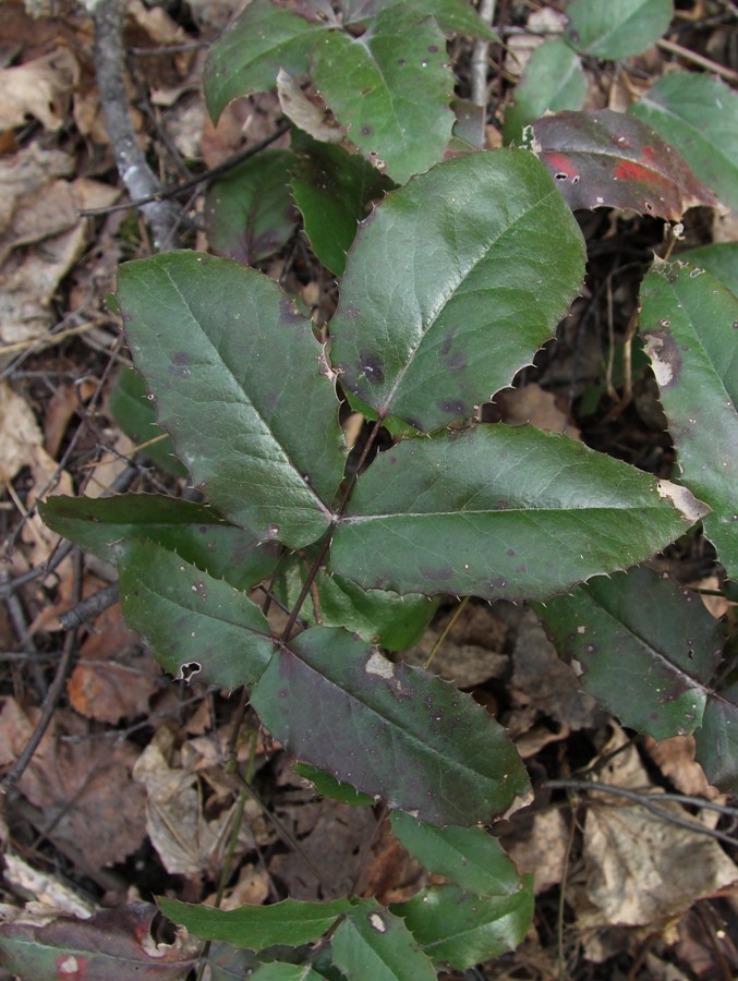 Image of Mahonia aquifolium specimen.