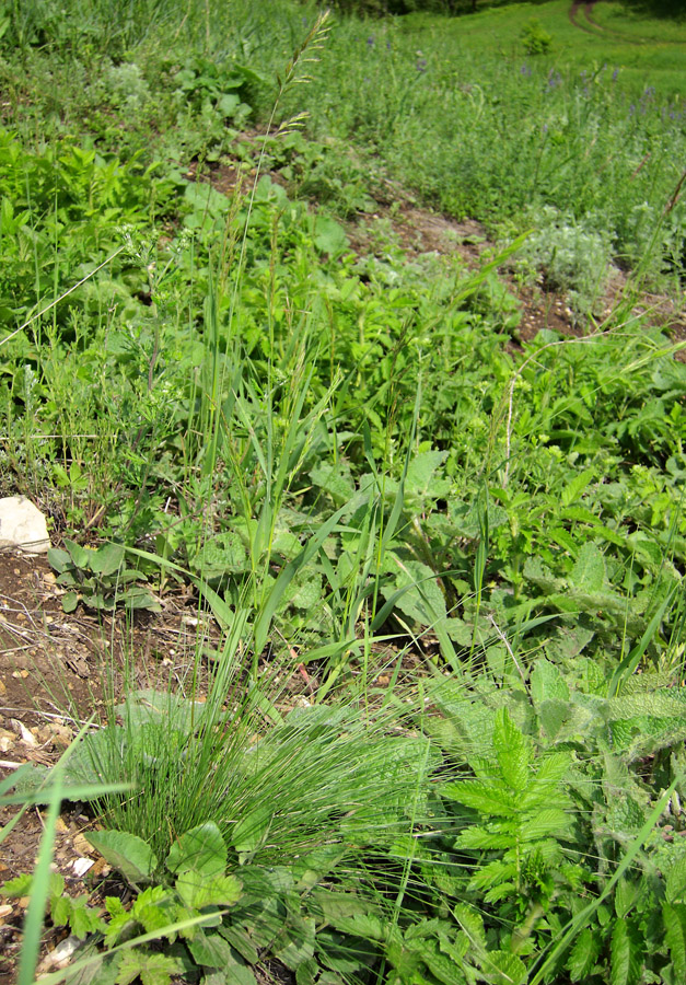 Image of genus Festuca specimen.