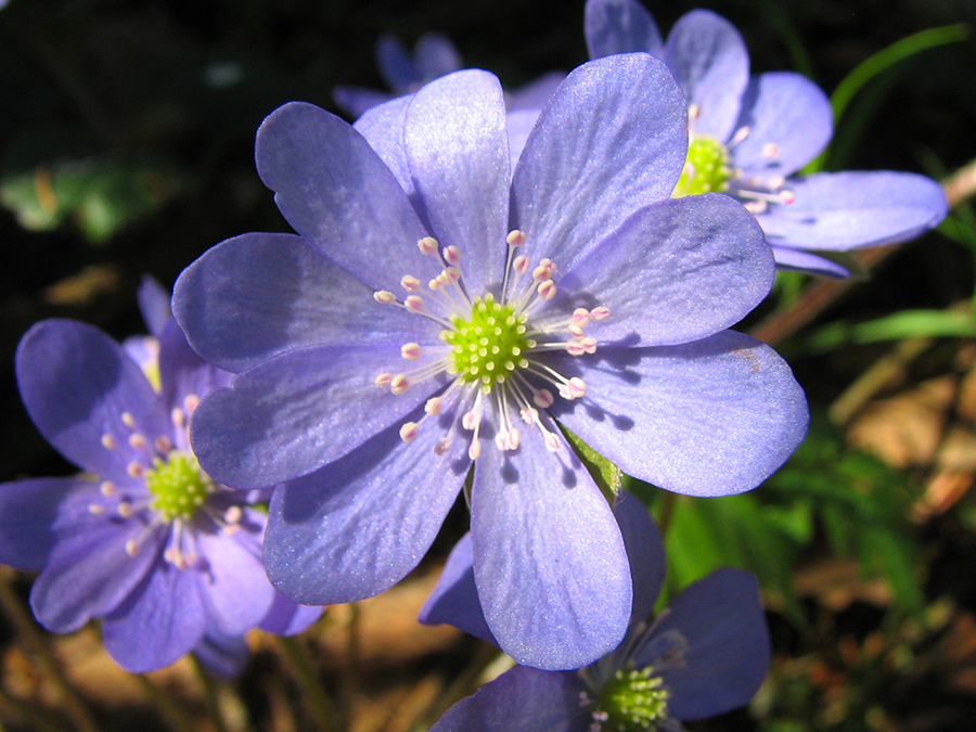 Image of Hepatica nobilis specimen.