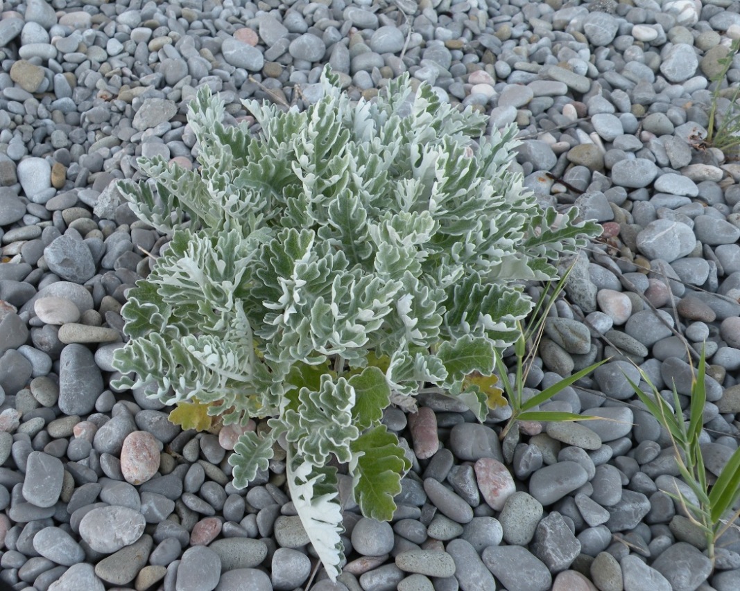 Image of Senecio cineraria specimen.