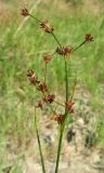 Juncus articulatus