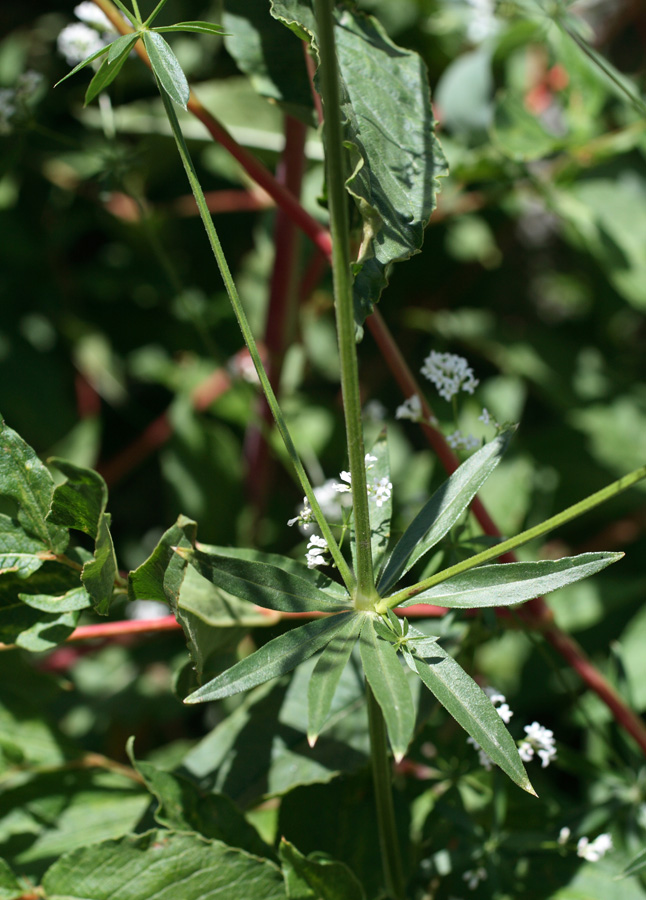 Изображение особи Galium pseudorivale.