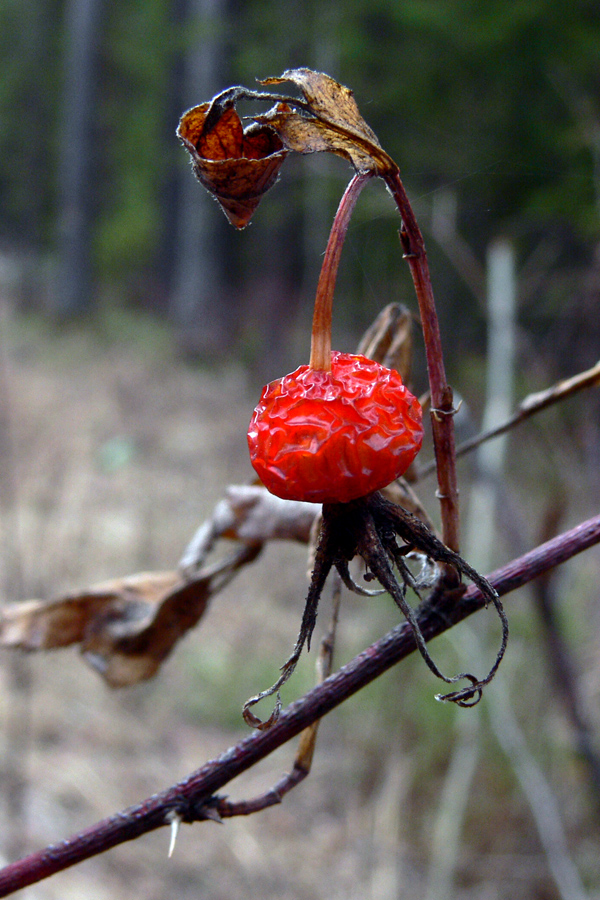 Изображение особи Rosa cinnamomea.