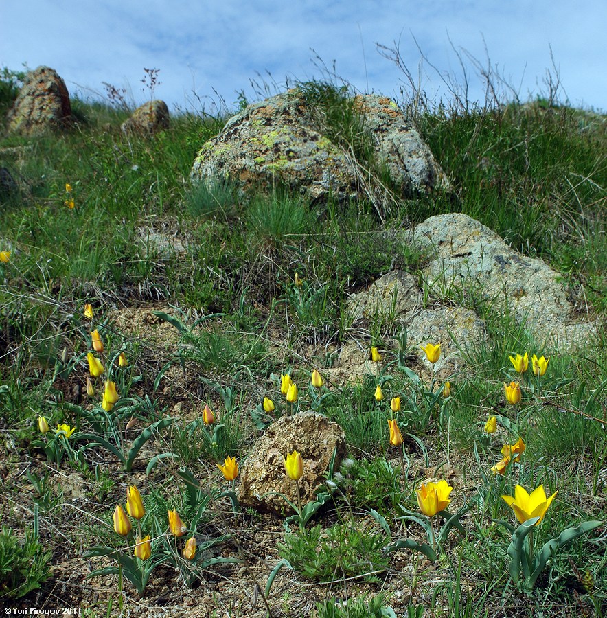 Image of Tulipa ostrowskiana specimen.