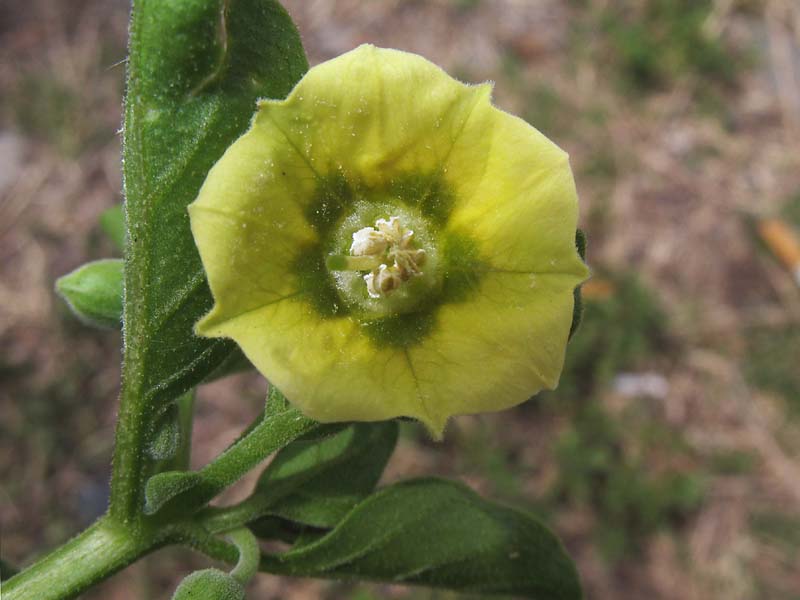 Image of Physalis viscosa specimen.