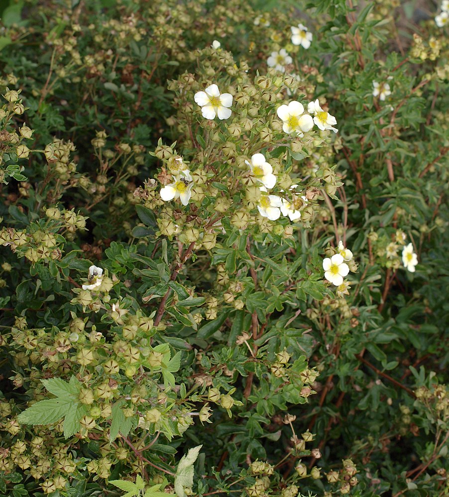 Изображение особи Dasiphora glabrata.