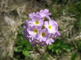 Primula auriculata. Соцветие. Карачаево-Черкесия, окр. Теберды, ущелье р. Азгек. 26.07.2011.