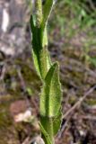 Arabis borealis. Стеблевые листья. Свердловская обл., окр. г. Североуральск, правый берег канала Дублёр. 16.06.2011.