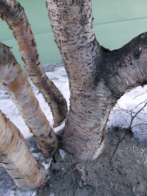 Image of genus Betula specimen.