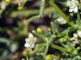 Tetraena coccinea. Часть веточки с цветками и бутонами. Израиль, Эйлатские горы. 25.05.2011.