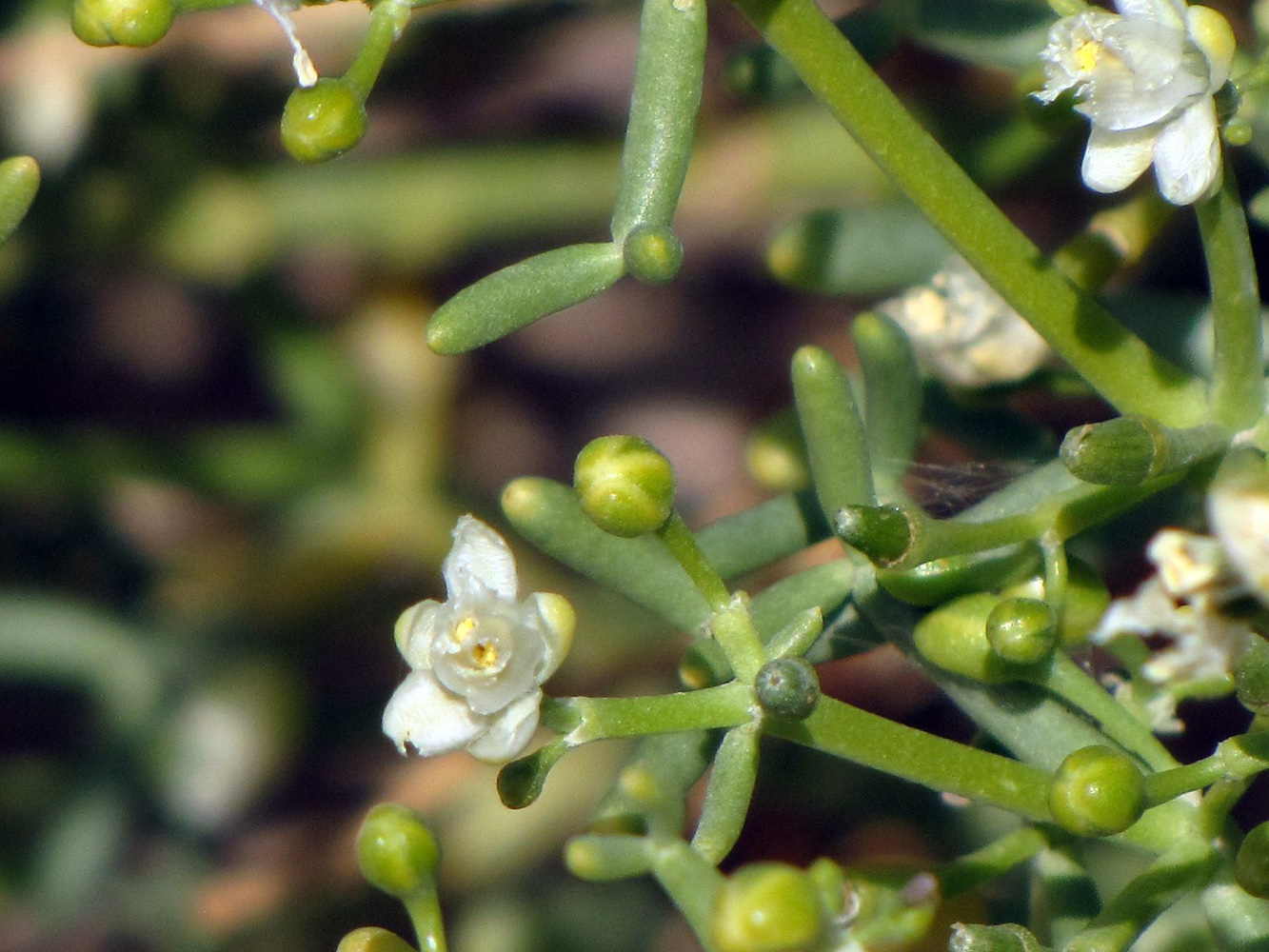 Изображение особи Tetraena coccinea.