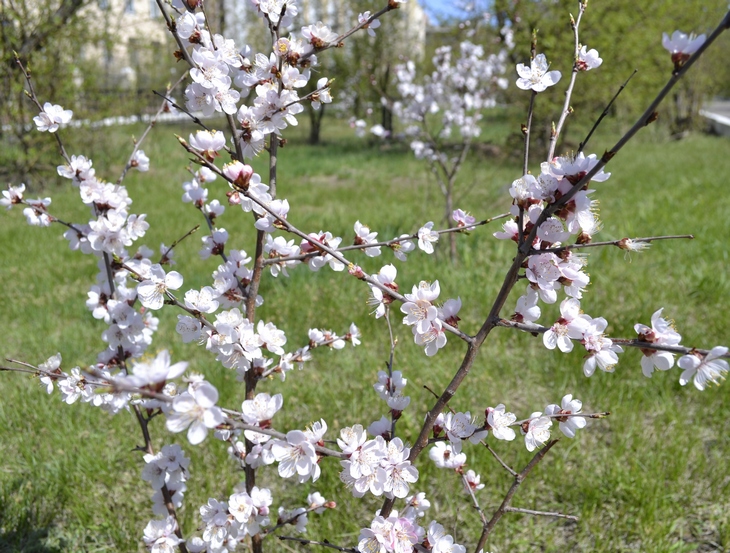 Изображение особи Armeniaca sibirica.