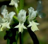 Stachys annua