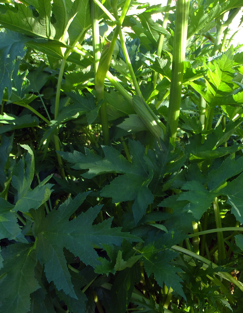 Image of genus Heracleum specimen.