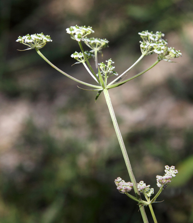 Image of Aulacospermum simplex specimen.