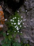 Cerastium polymorphum