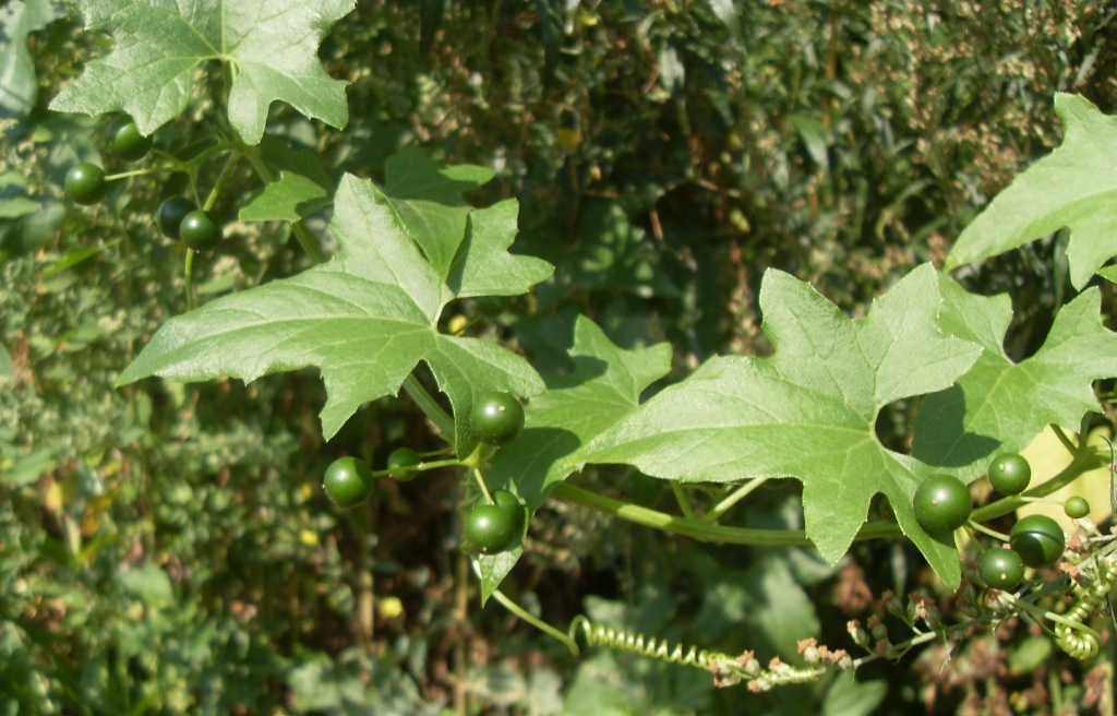 Image of Bryonia alba specimen.