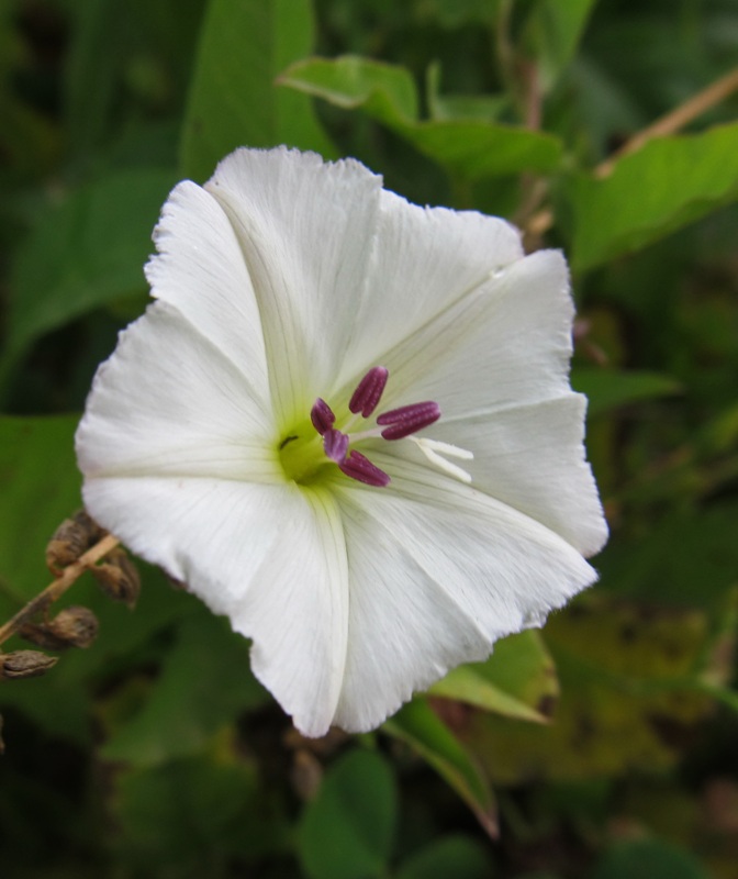 Изображение особи Convolvulus arvensis.