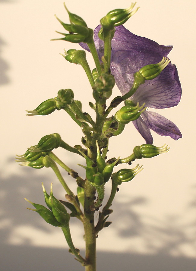 Image of genus Aconitum specimen.