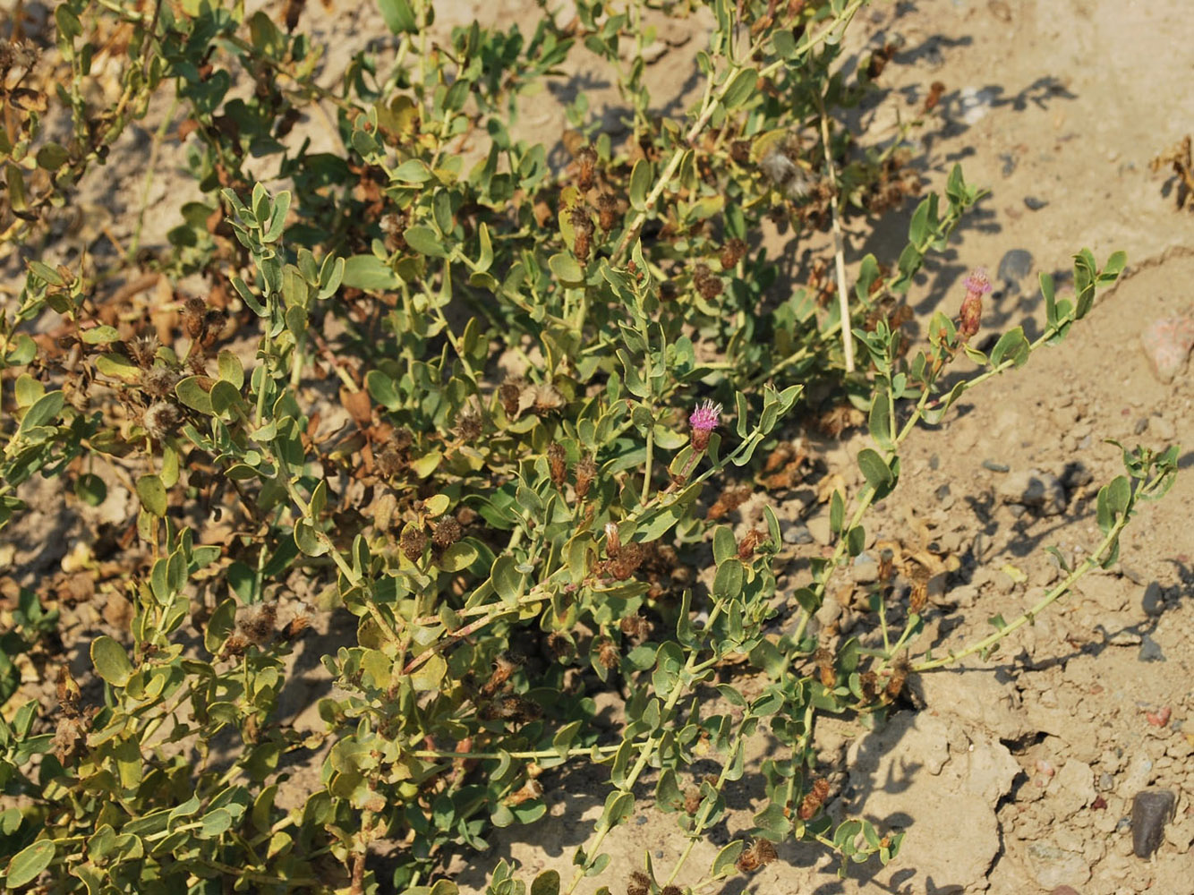 Image of Karelinia caspia specimen.