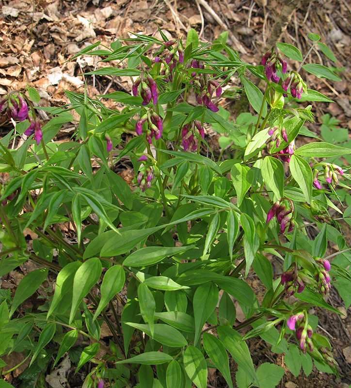 Image of Lathyrus vernus specimen.