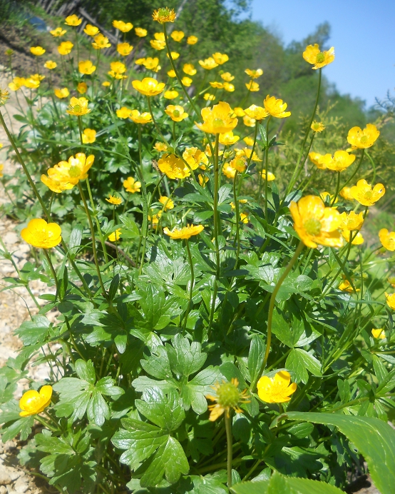 Image of Ranunculus montanus specimen.