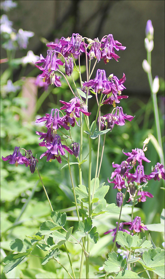 Изображение особи Aquilegia vulgaris.