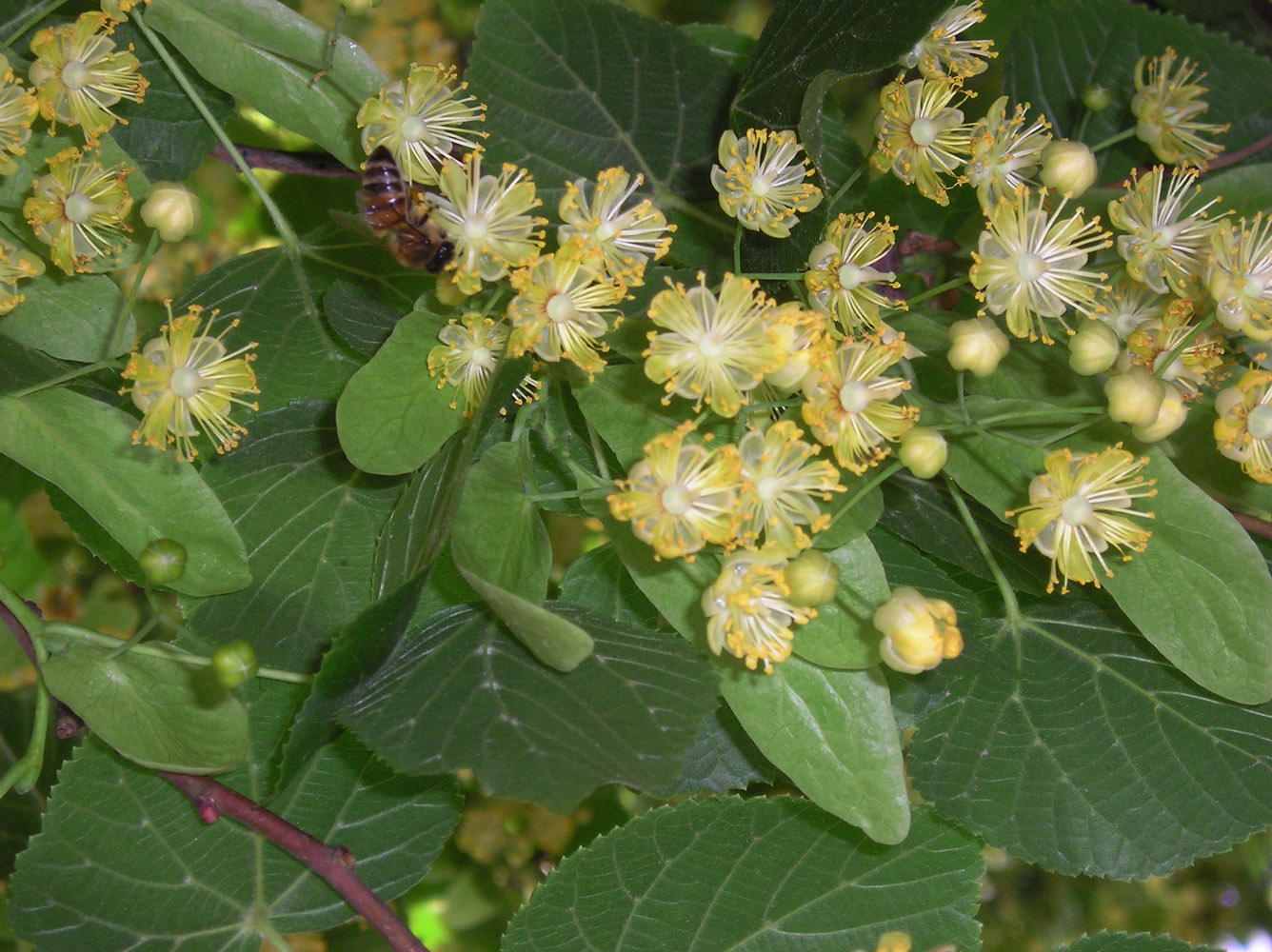 Image of Tilia cordifolia specimen.