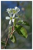 Amelanchier oligocarpa. Побег с соцветием. Республика Татарстан, дендрарий Волжско-Камского заповедника. 22.05.2009.