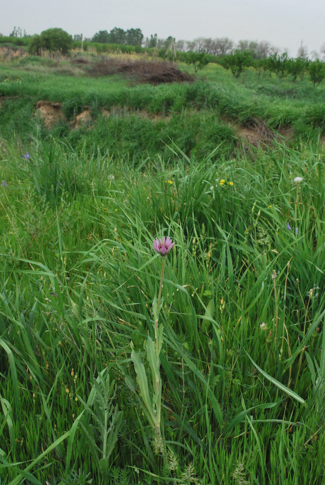 Изображение особи Tragopogon malikus.