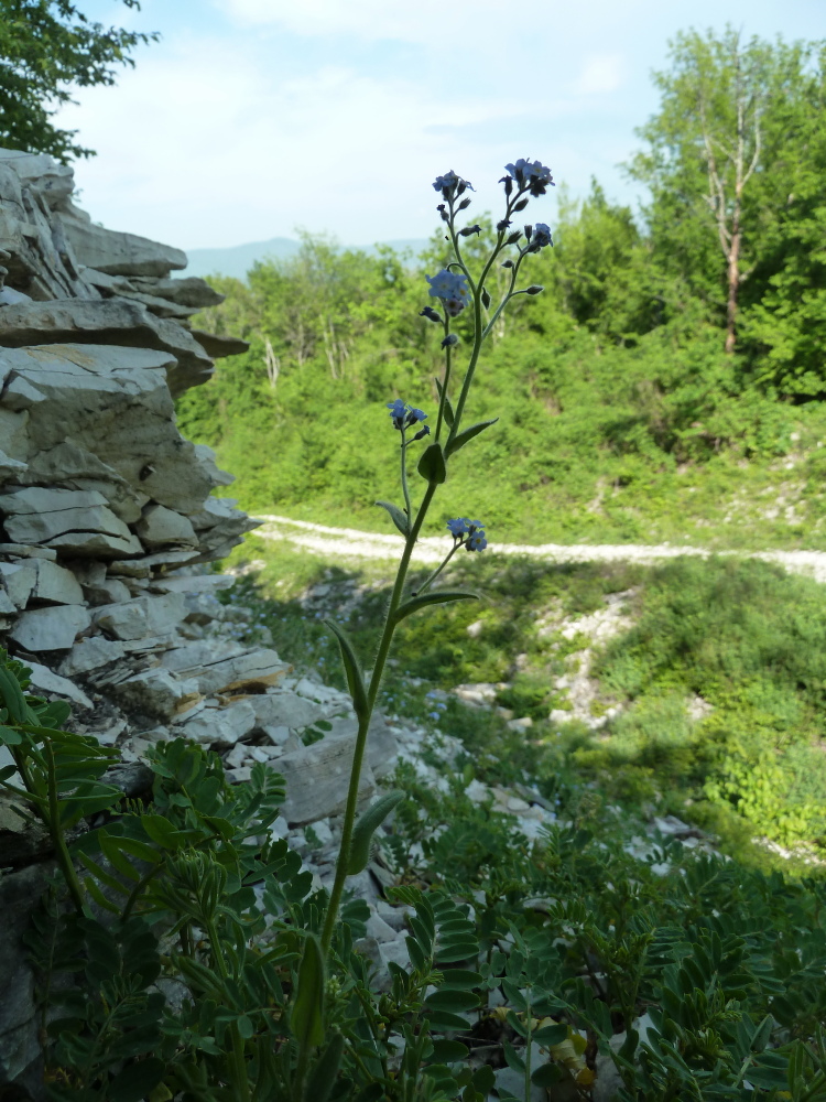 Image of Myosotis lithospermifolia specimen.