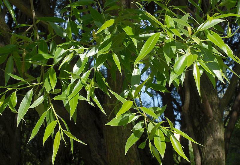 Image of Salix fragilis var. sphaerica specimen.