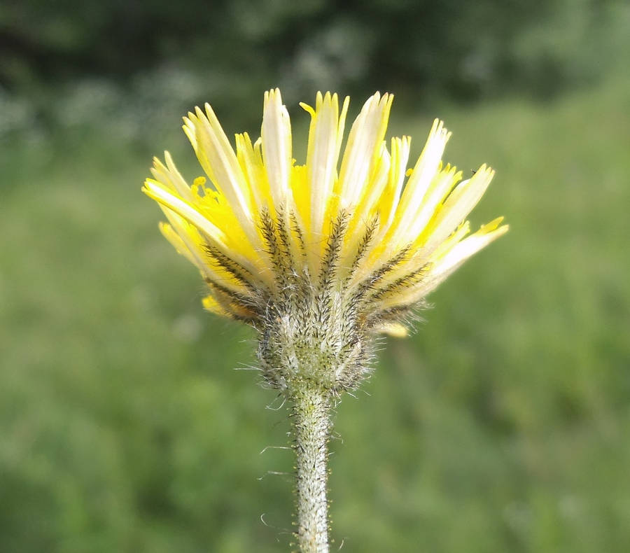 Изображение особи Pilosella officinarum.