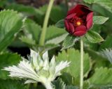 Potentilla argyrophylla разновидность atrosanguinea. Раскрывающийся цветок. Германия, г. Krefeld, Ботанический сад. 10.06.2013.