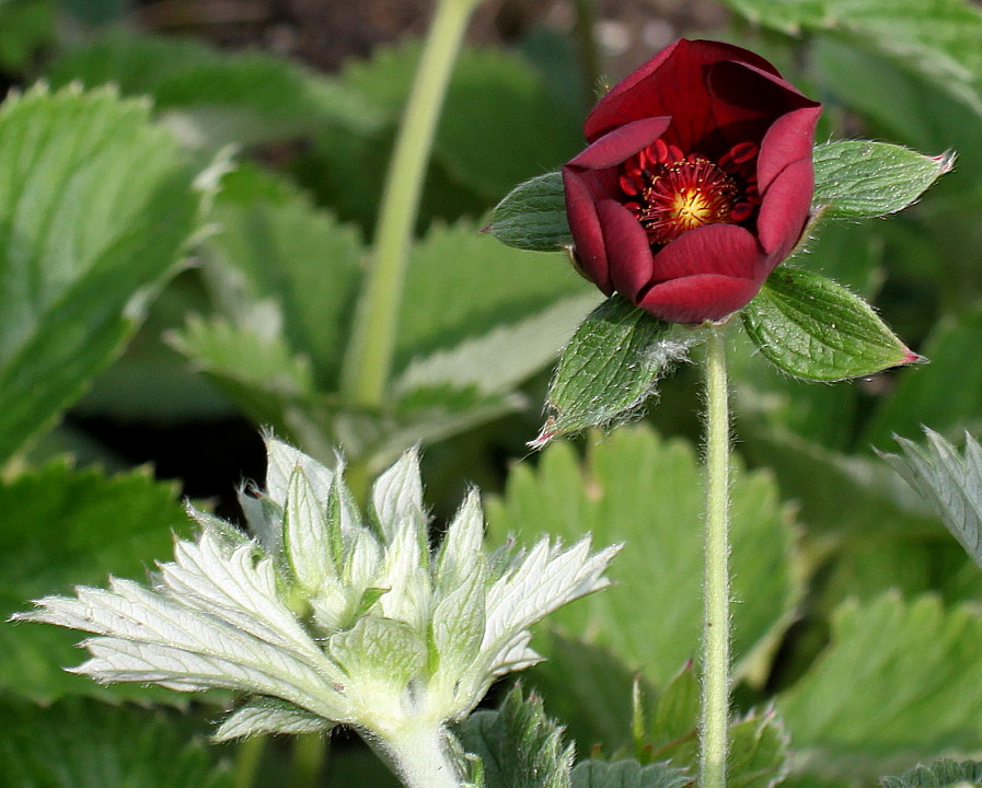 Image of Potentilla argyrophylla var. atrosanguinea specimen.