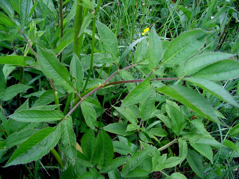 Image of Chaerophyllum aromaticum specimen.