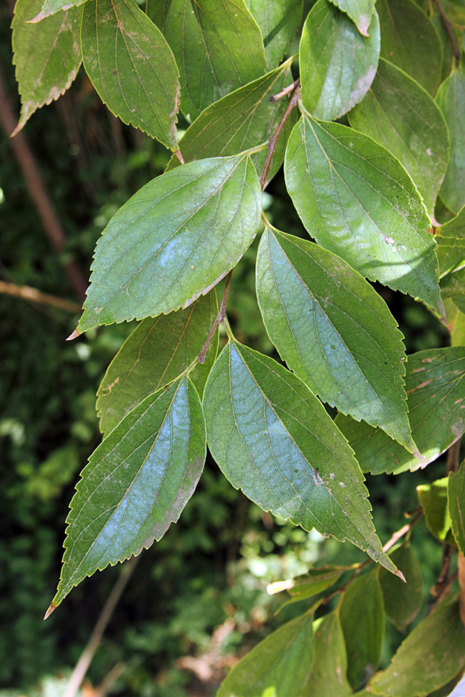 Image of Celtis biondii specimen.