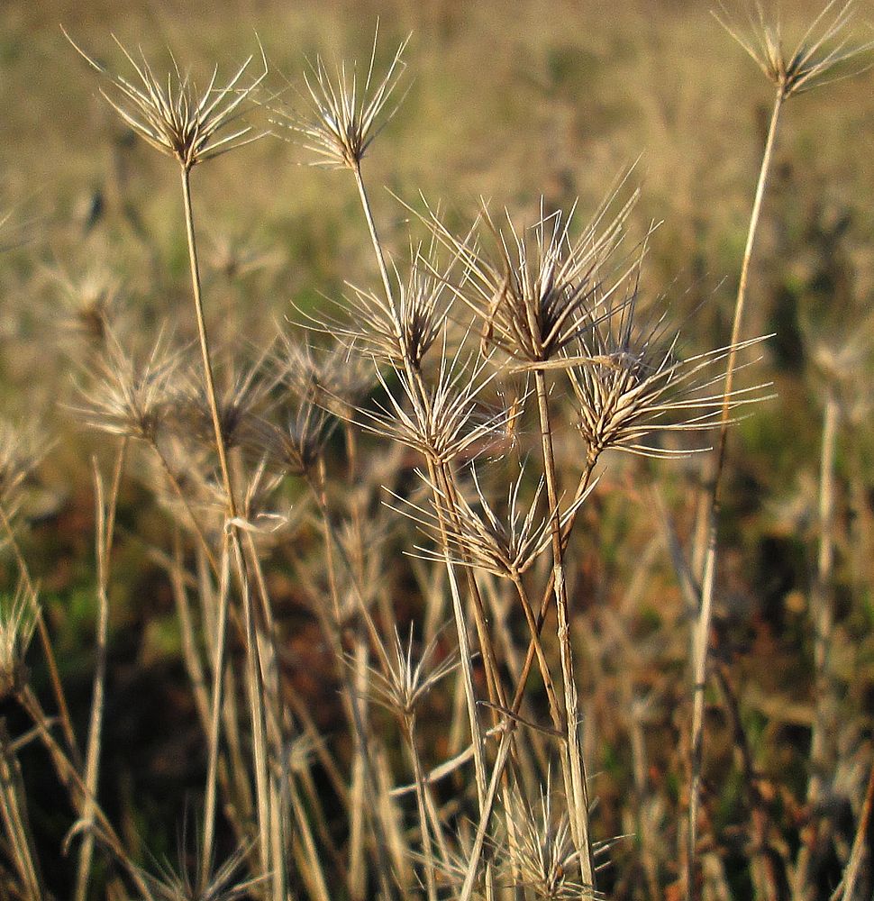 Image of Hordeum geniculatum specimen.