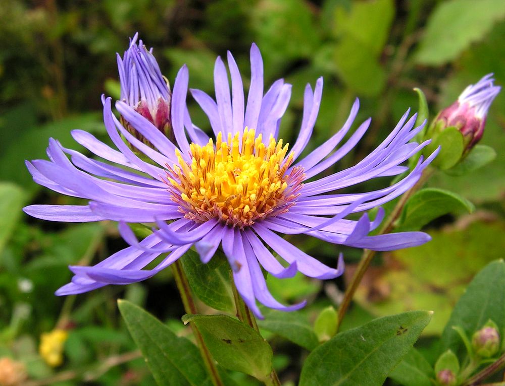 Изображение особи Aster maackii.