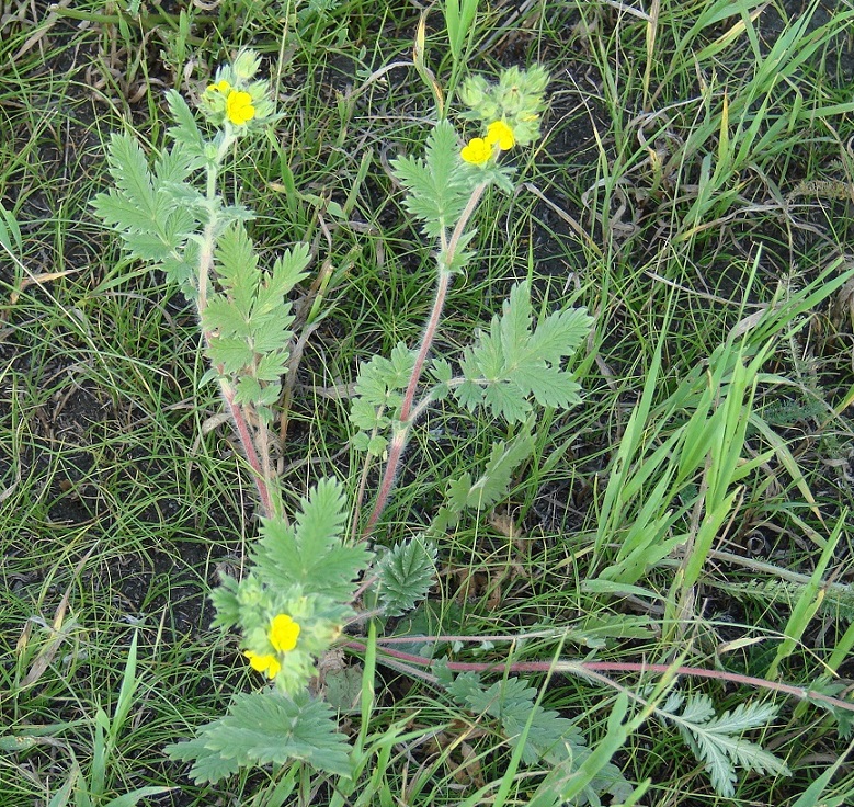 Image of Potentilla pensylvanica specimen.