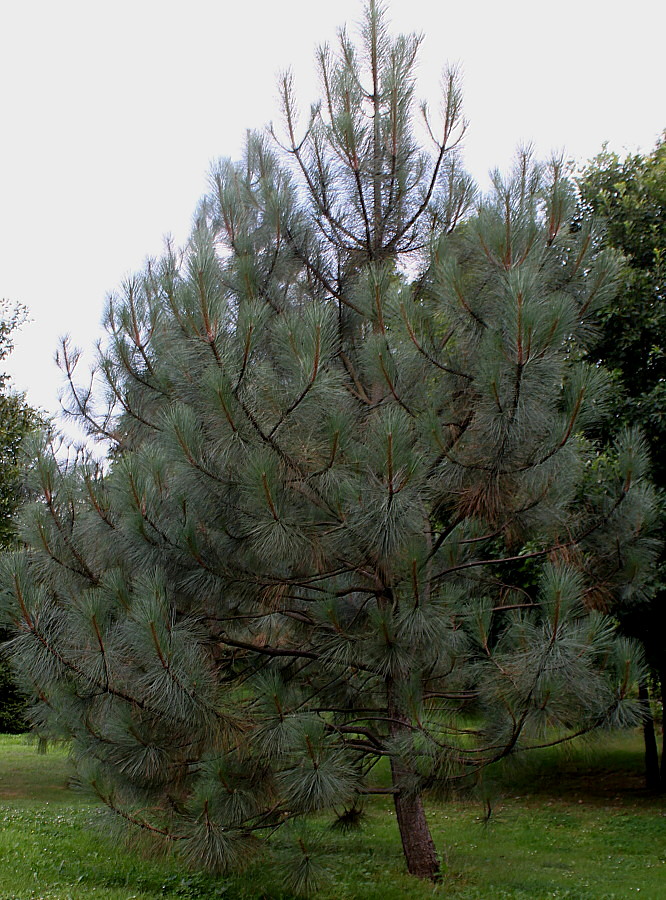 Image of Pinus coulteri specimen.