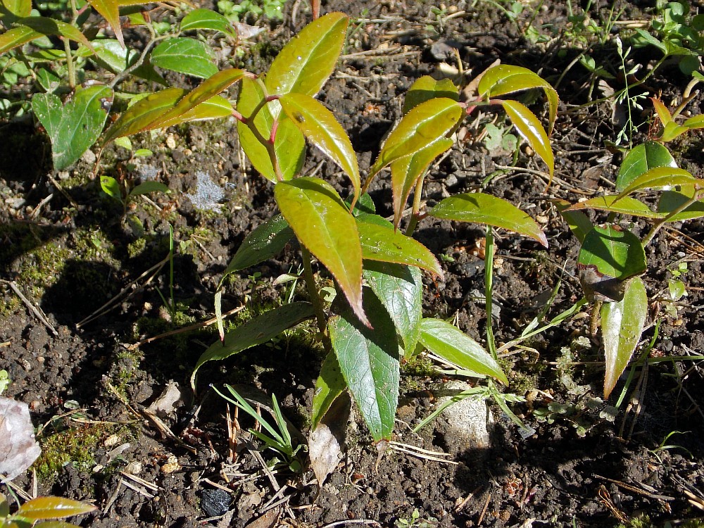 Image of Leucothoe axillaris specimen.