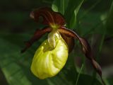 Cypripedium calceolus