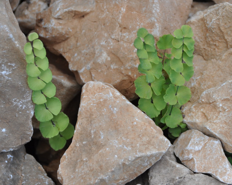 Изображение особи Adiantum balfourii.