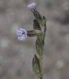 Silene nocturna. Верхушка соцветия. Греция, Халкидики, пляж. 07.02.2014.