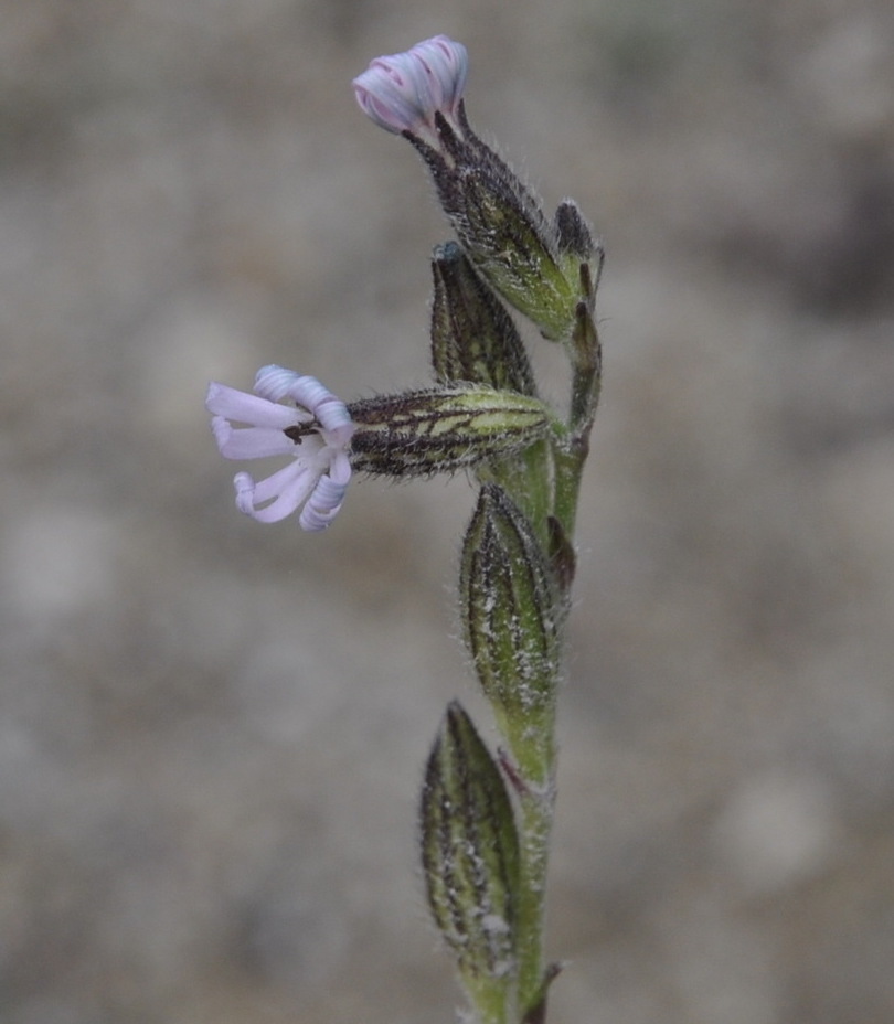 Image of Silene nocturna specimen.