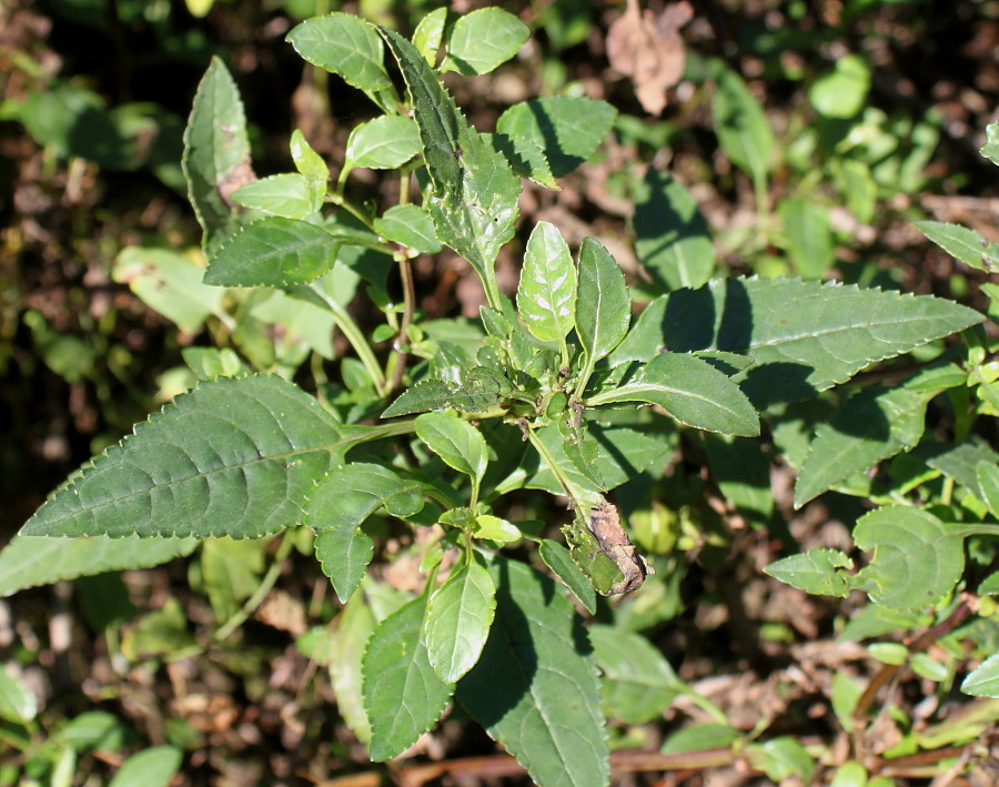 Изображение особи Phygelius capensis.