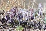 Pulsatilla bohemica