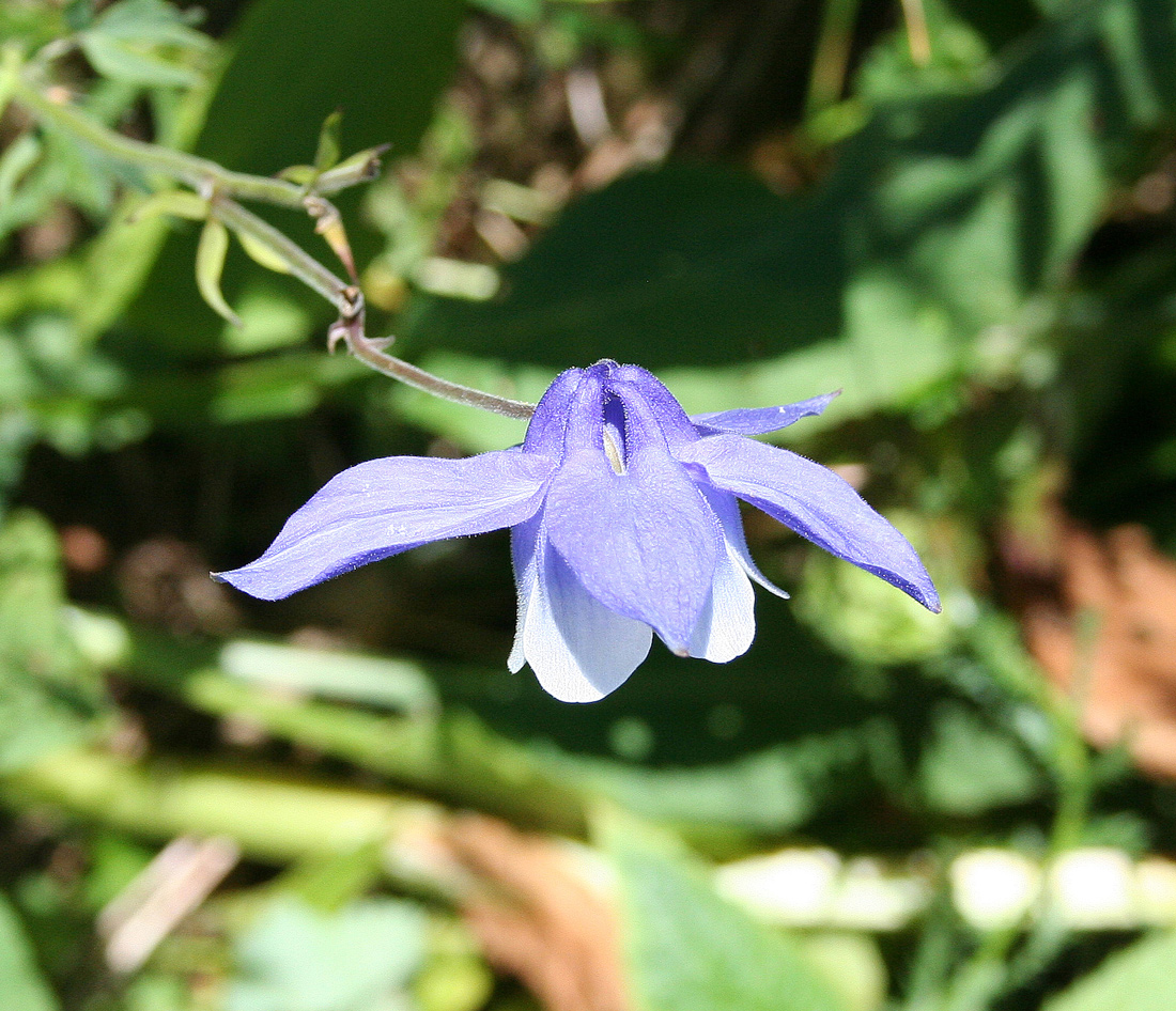 Изображение особи Aquilegia jucunda.