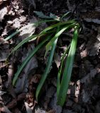 Galanthus caspius